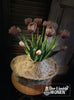 Dubbele tulpen | Beauty Pink | 44 cm - Stoer en Landelijk Wonen Winkel