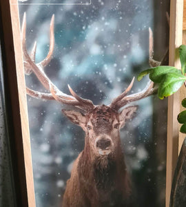 Hert in houten lijst | 24 x 40 cm