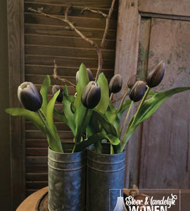 Tulpen mini | Black Purple | 30 cm